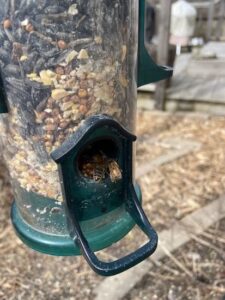 Why are Honeybees at My Bird Feeder? Image